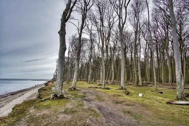 Gespensterwald Nienhagen. - wir sehen fahle Eichen und Buchen oberhalb einer kleinen Steilküste, links unten den Strand und die Ostsee.