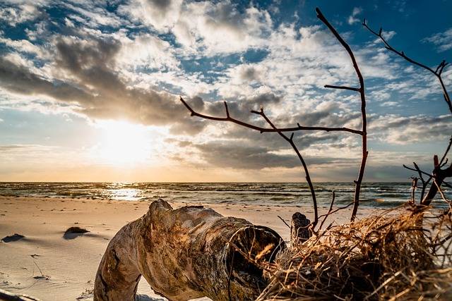 Klassenfhrt Darß Weststrand. Der Weststrand gehört zu den schönsten Stränden der Welt. Auf dem Bild der Blick vom Strand auf die Ostsee - imVvordergrund Treibgut.