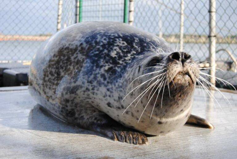 Beim Besuch des Robbenforschungszentrum kann die Schulklasse Wissenschaftler und Robben beim täglichen Training beobachten und die Tiere sogar streicheln.